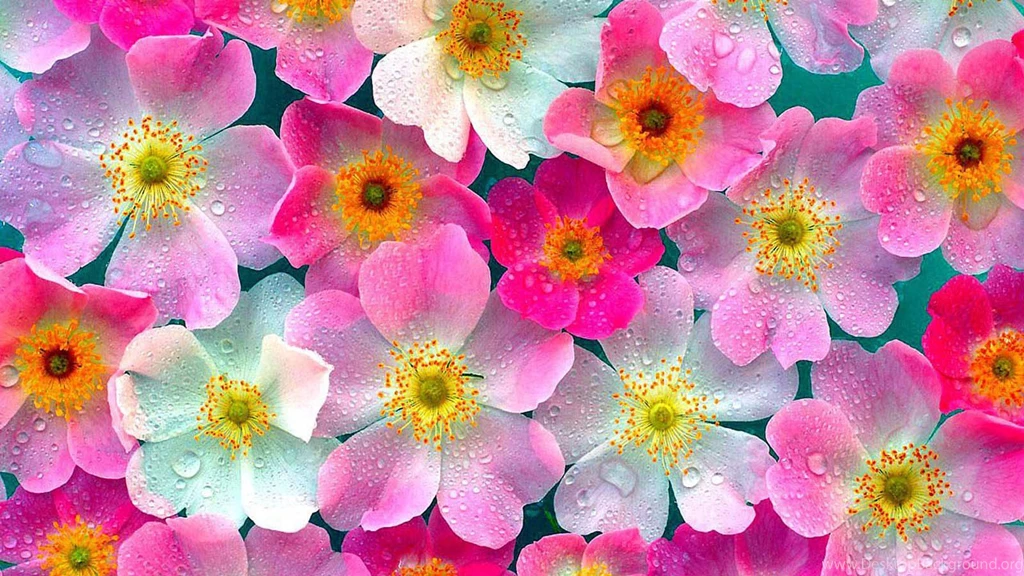 Nature Wallpapers Novos Papéis De Parede