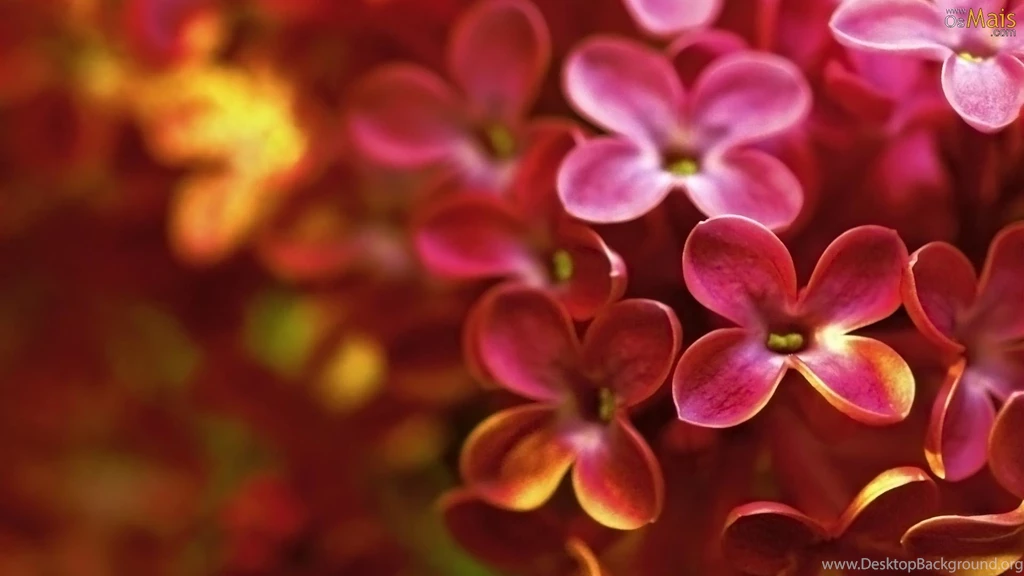 Flores Lilas Wallpaper HD Background.jpg