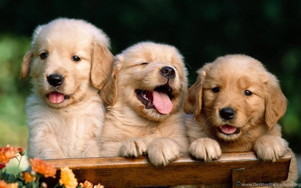 Download Free Cute Dogs Wallpapers For Desktop The Quotes Land