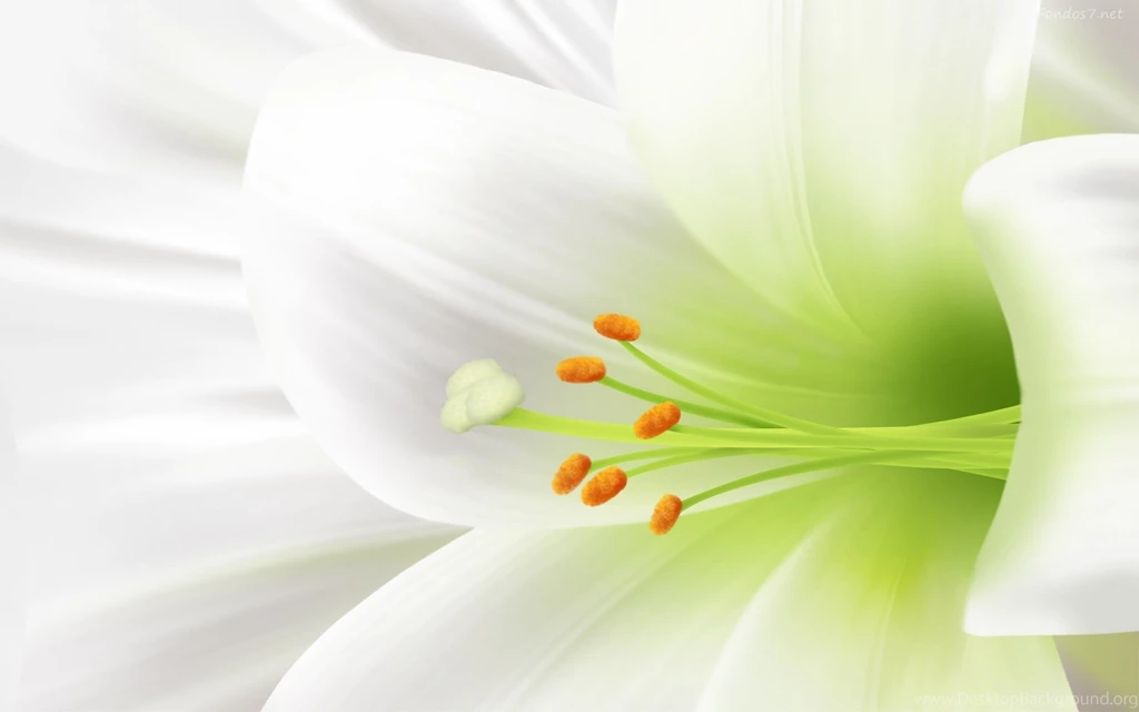 Descargar Fondos De Pantalla Flores Blancas 2 Hd Widescreen Gratis ...