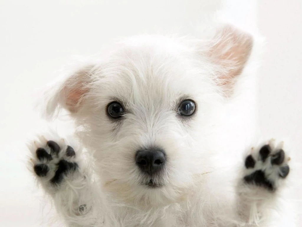These Cute Wallpapers Of Dogs Are Really Nice To Set As Desktop ...