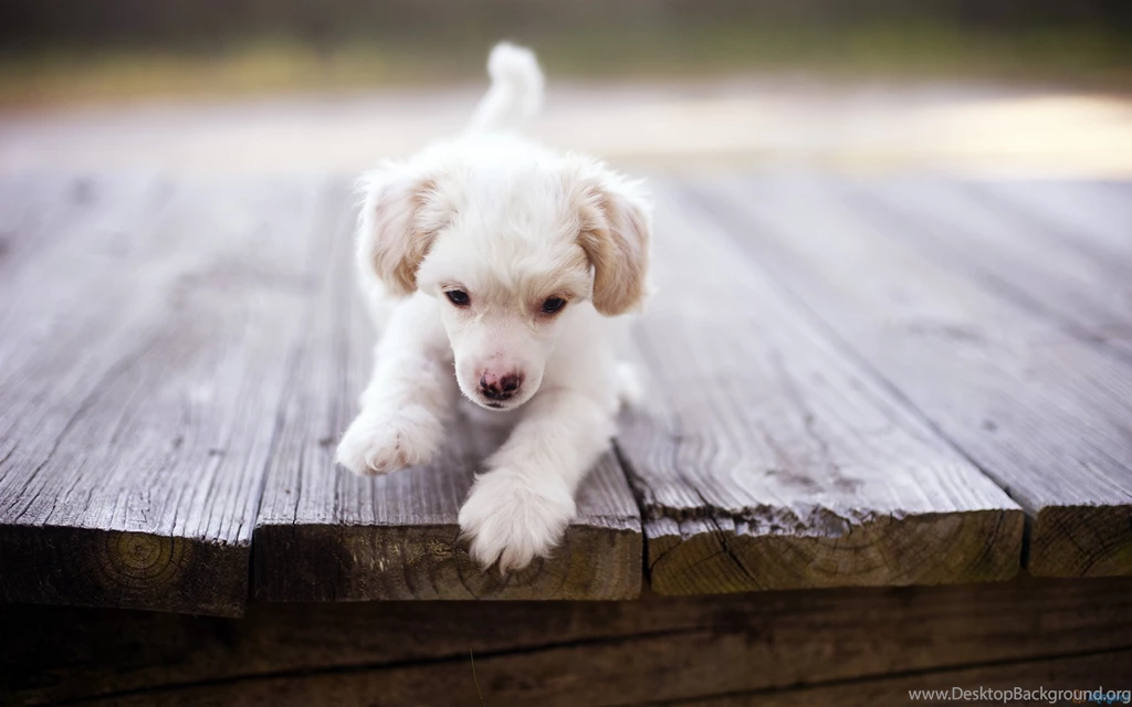 Cute Puppy