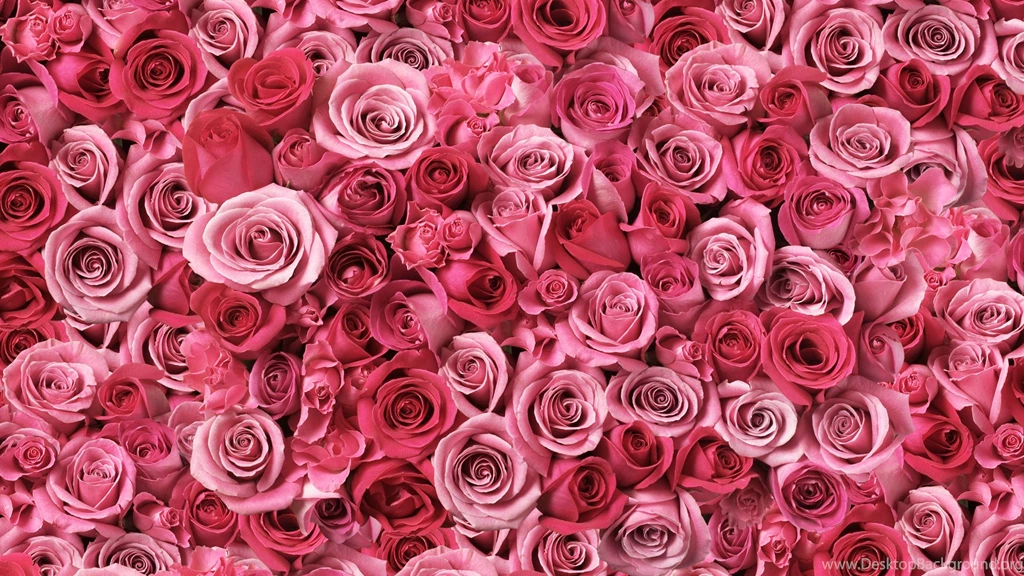 Pink Roses Wallpapers 20549