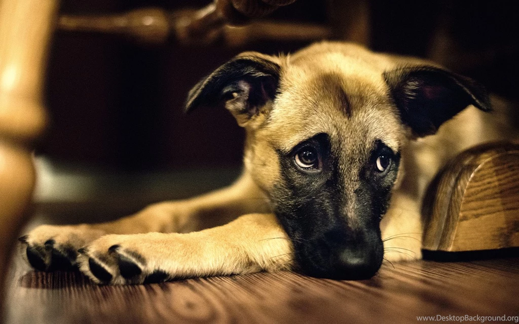 Download Free Dog Wallpapers For Home The Quotes Land