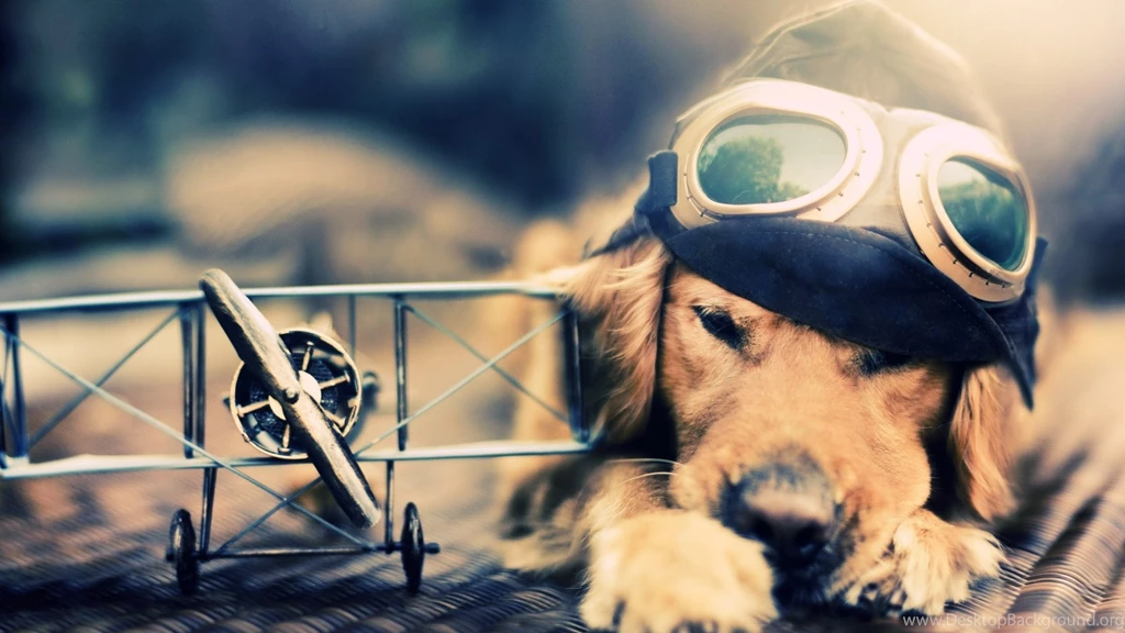 Pilot Dog 1920x1080.jpg