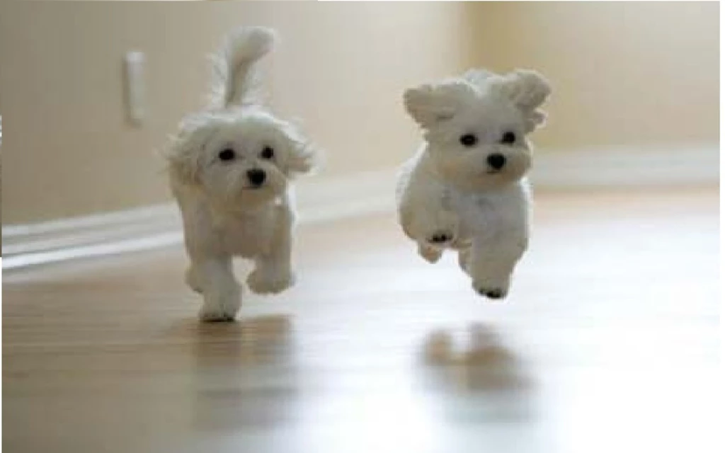 Cute Dogs Jumping Hd Wallpapers For Desktop 1680x1050 IWallHD ...