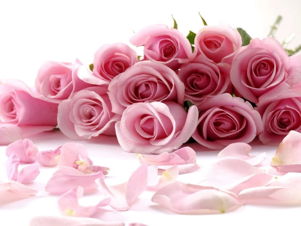 Flores Animadas Rosadas Fondos De Pantalla Imagenes Wallpapers ...