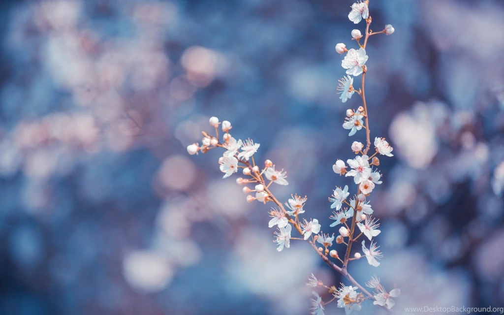 Nature Wallpapers Flowers, Lightsteelblue, Gainsboro