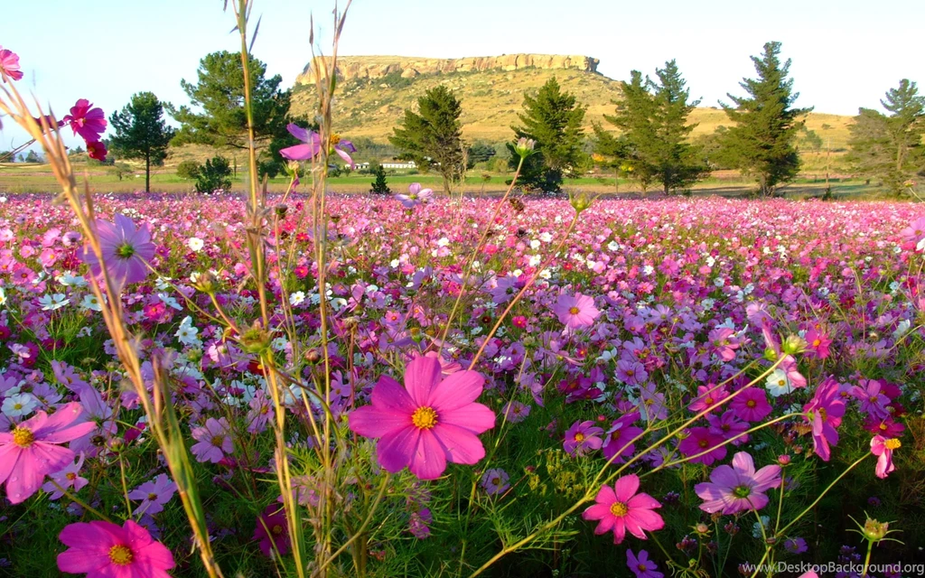 Flores Colores Wallpapers