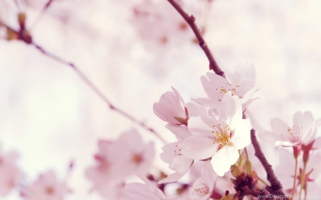 Papel De Parede Flores De Cerejeira Wallpapers Para Download No ...
