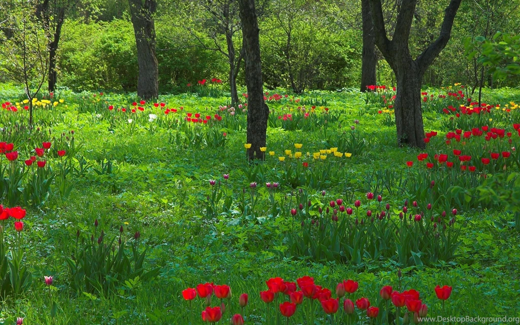 Bosque Flores Arboles Naturaleza Wallpapers