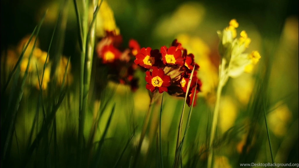 Flores Papeis De Parede Planos Fundo >> HD Wallpaper, Get It Now!