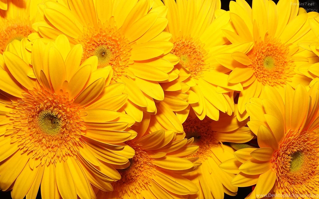 Flores Amarillas >> HD Wallpaper, Get It Now!