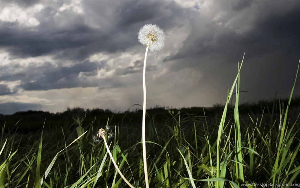 Dandelion Under The Stormy Sky Wallpapers HD Wallpapers 71913
