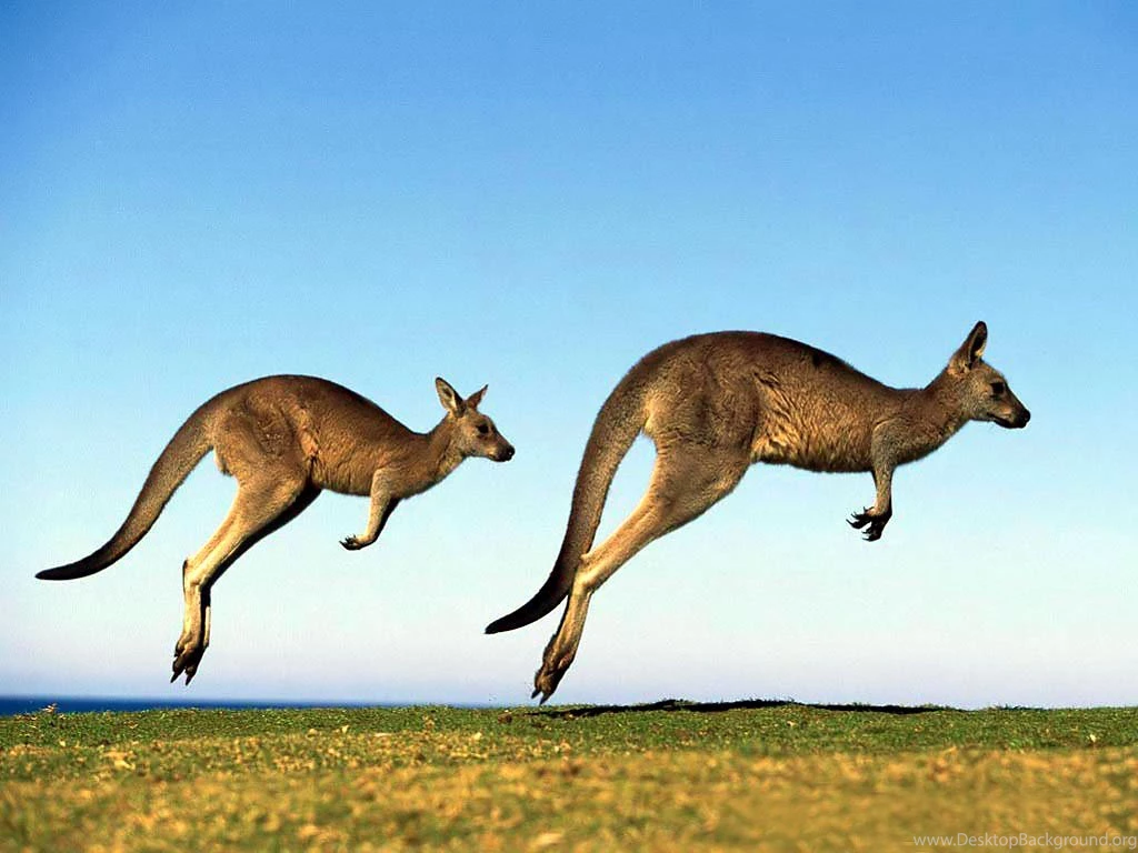 Kangaroo Wallpapers 2 HD Wallpaper Backgrounds