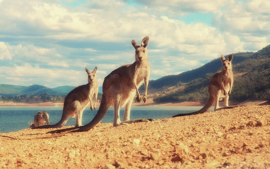 Kangaroo Wallpapers HD For Desktop
