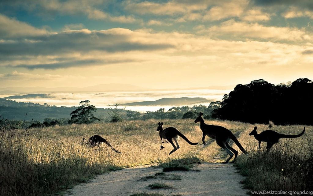 45 Kangaroo HD Wallpapers