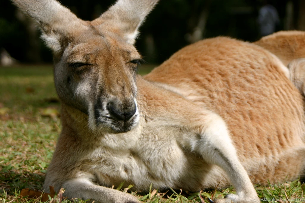 17 HD Kangaroo Wallpapers HDWallSource.com
