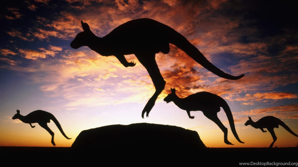 Kangaroo   Wallpaper.