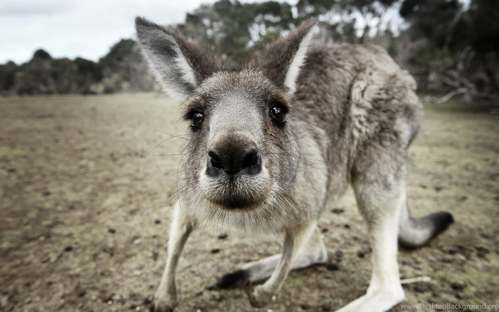 Kangaroo HD Wallpapers