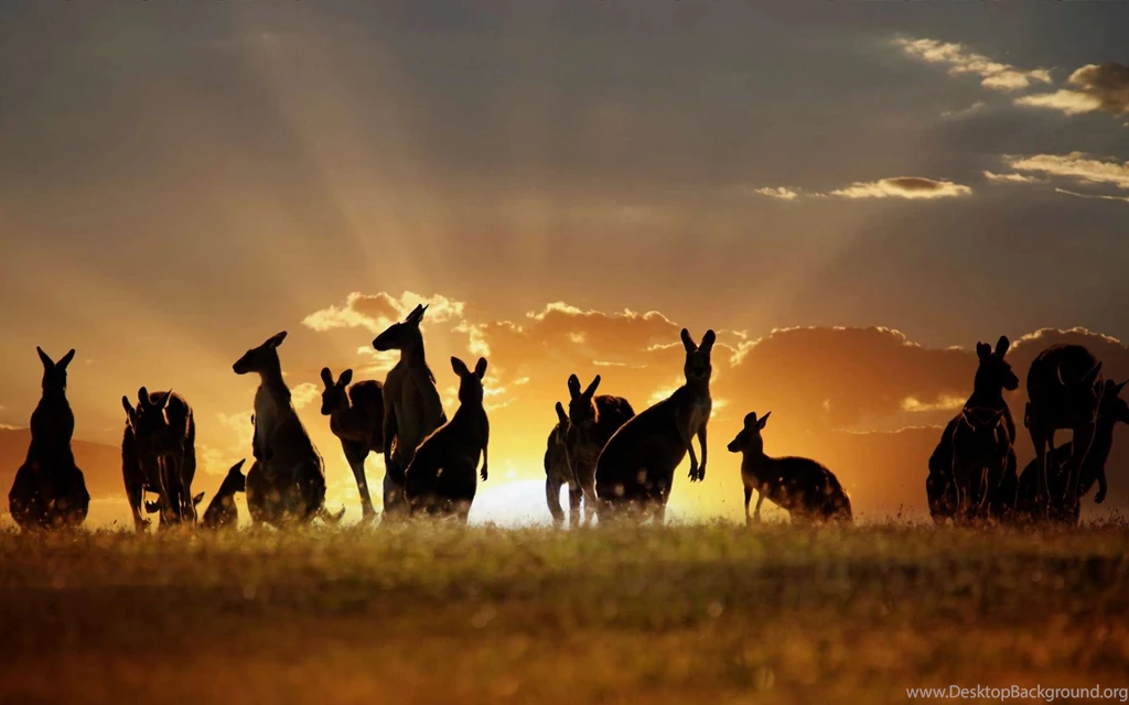 Kangaroo Wallpapers 12 HD Wallpaper Backgrounds