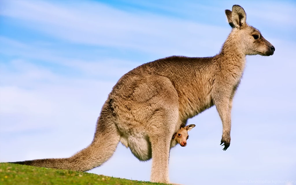 45 Kangaroo HD Wallpapers