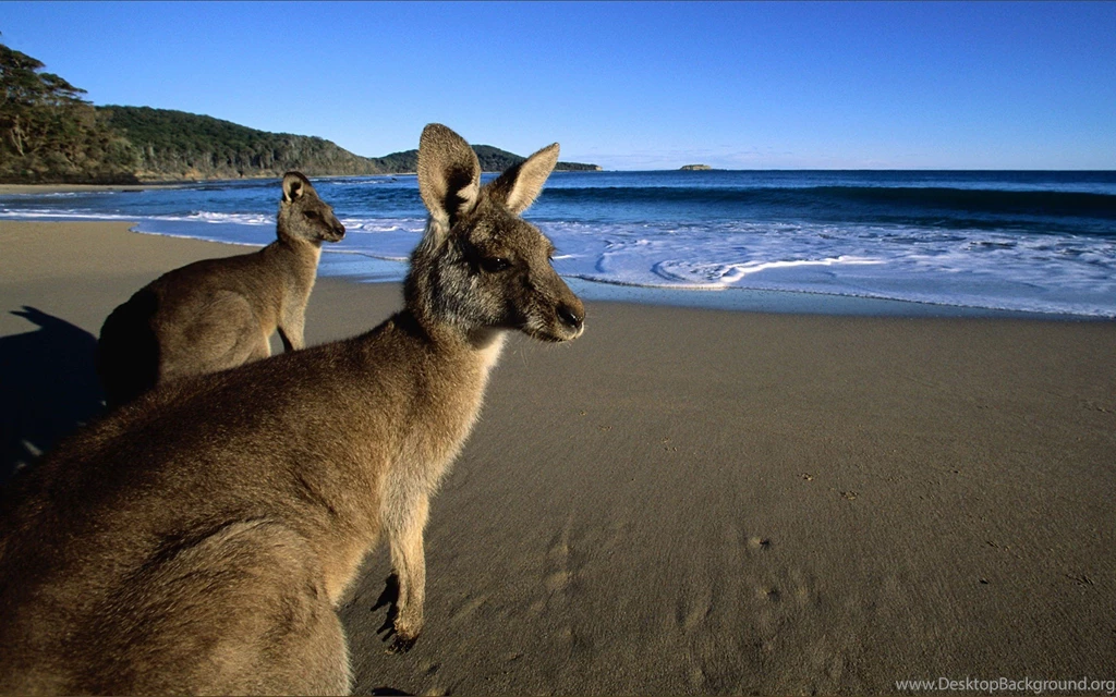 Animal Kangaroo At Beach High Quality Wallpapers