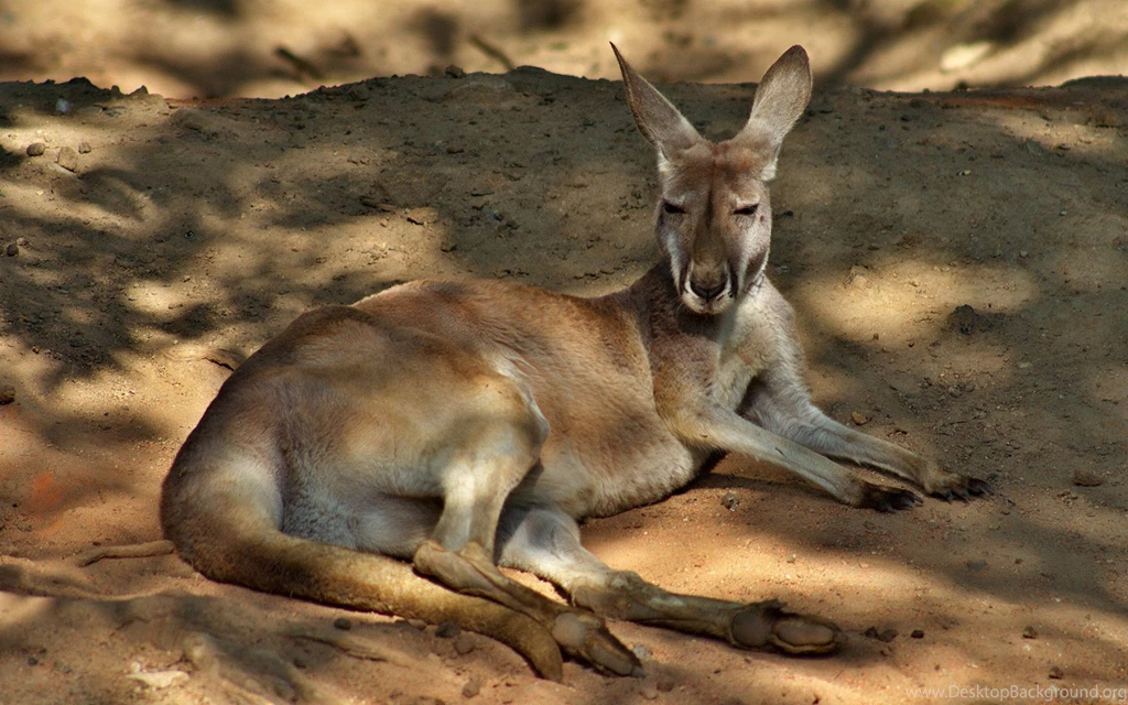 Kangaroo Computer Wallpapers, Desktop Backgrounds