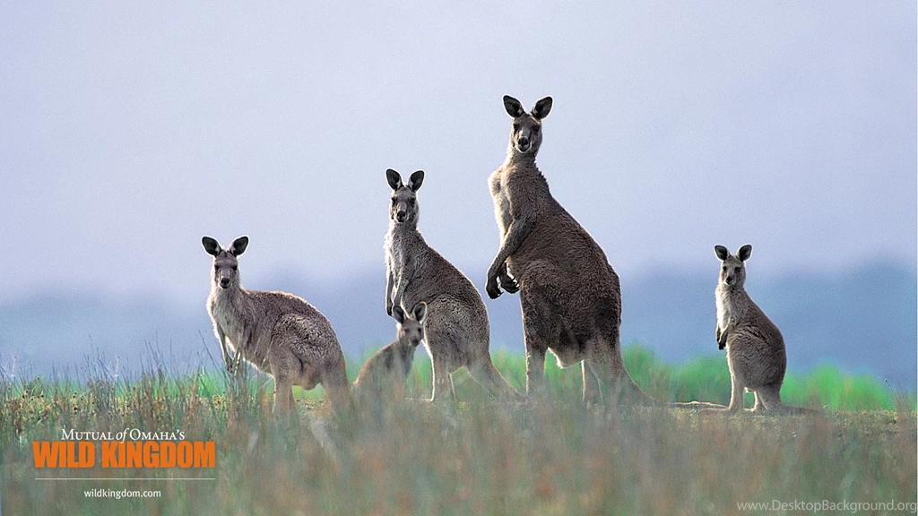 Nature Wallpapers Kangaroo