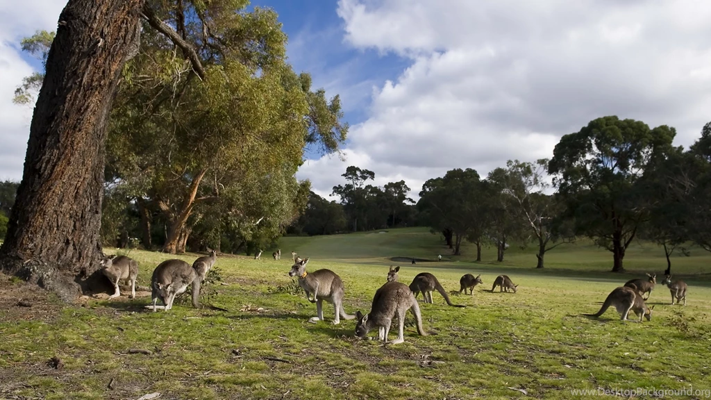Kangaroo Computer Wallpapers, Desktop Backgrounds