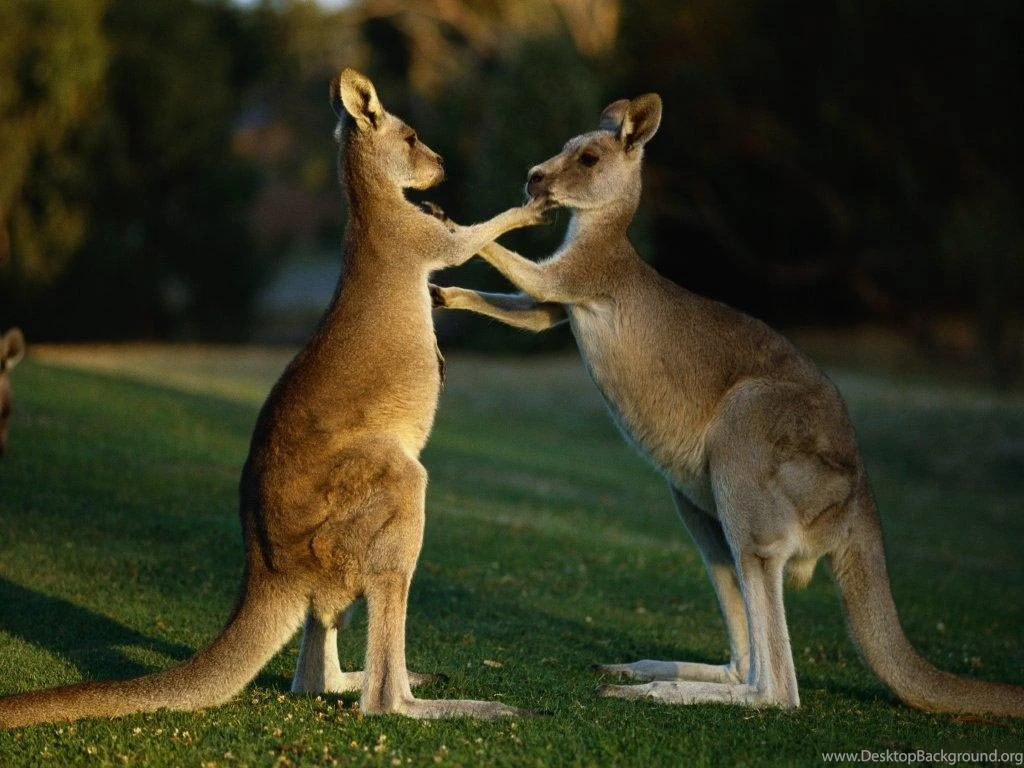 Kangaroo Wallpapers Wallpapers Cave