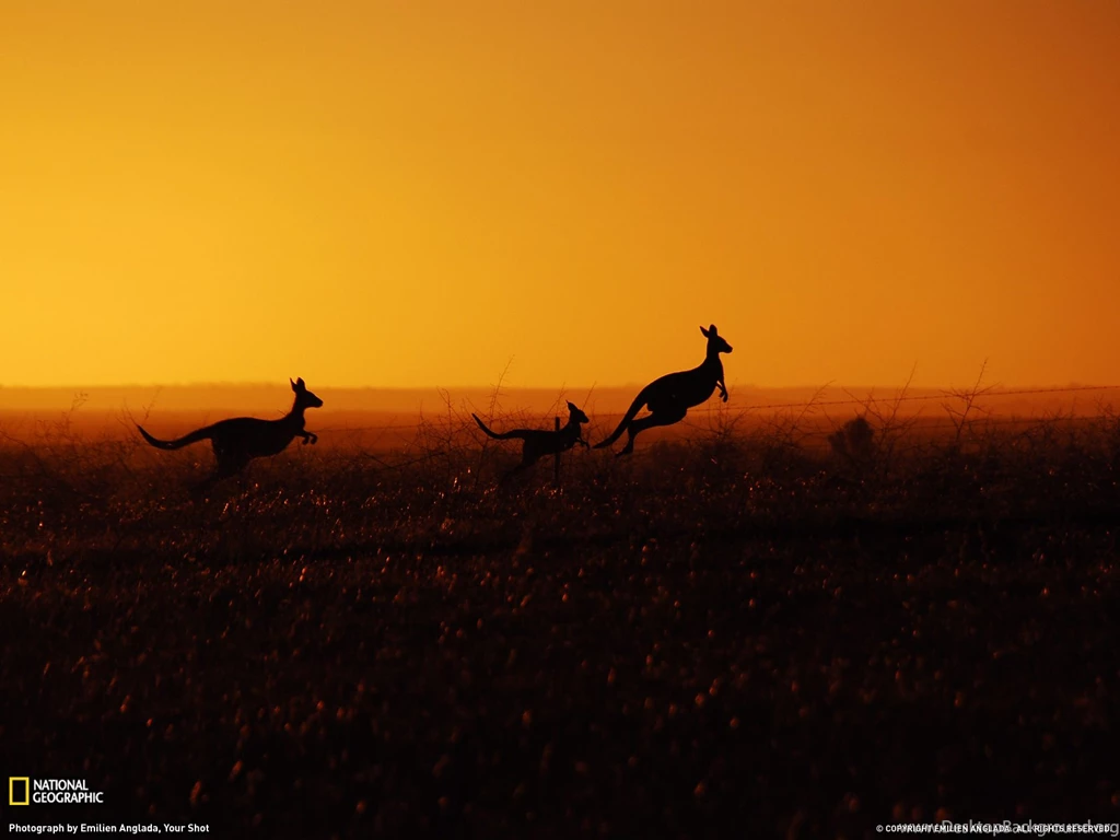 Kangaroo Picture – Animal Wallpapers National Geographic Photo Of ...