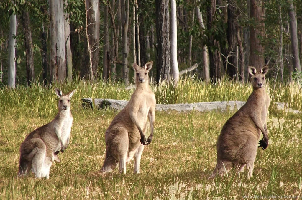 Kangaroo Wallpapers And Pictures In HD