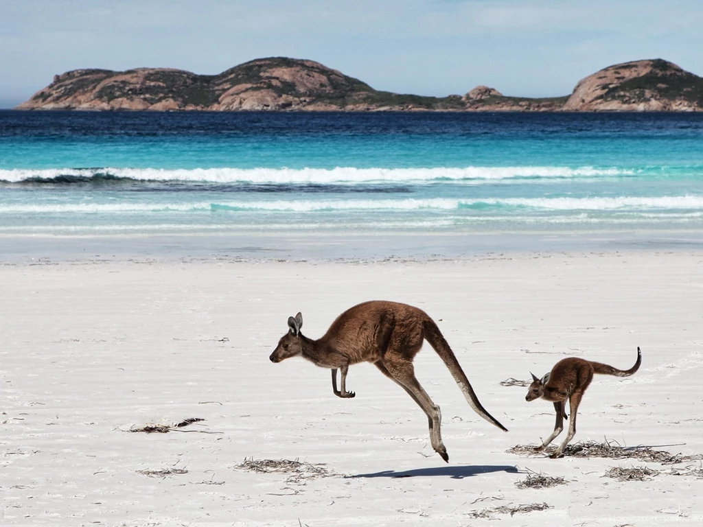 Big Kangaroo With Child Playing At Beach HD Wallpapers
