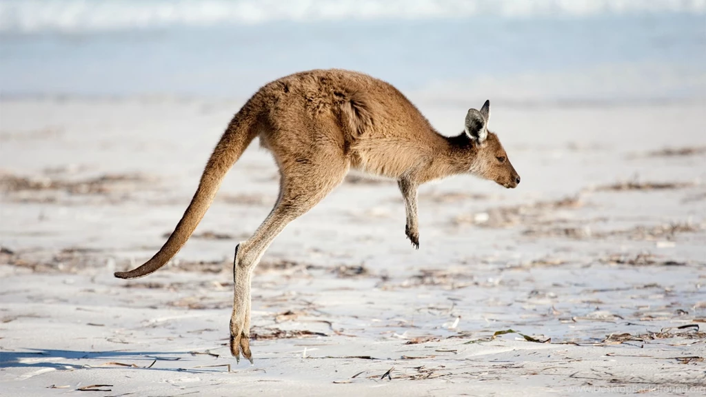 Best HD Pics Of Kangaroo Animal