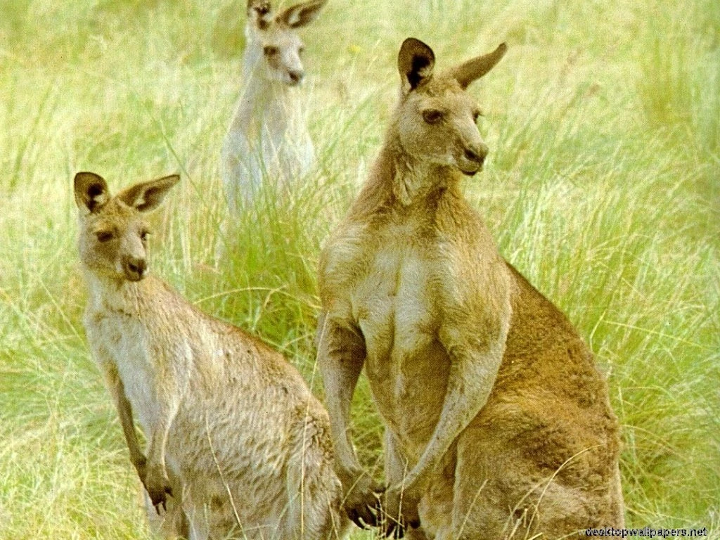 Kangaroos Australian Animals Wallpapers (30545045) Fanpop