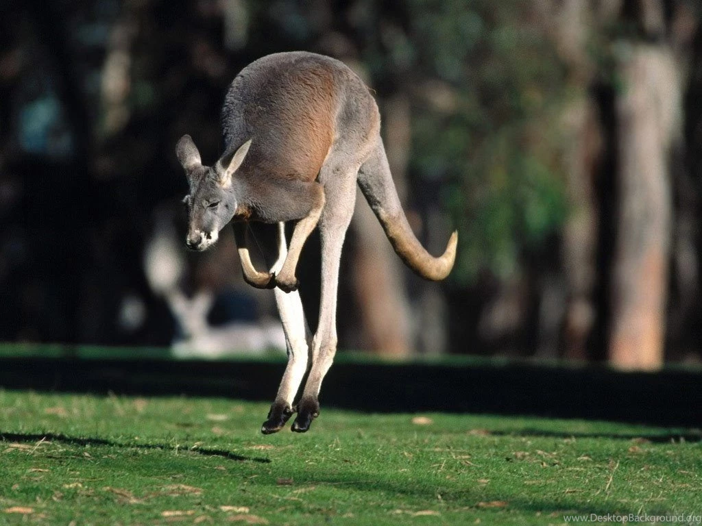 Funny Kangaroo Wallpapers For Desktop