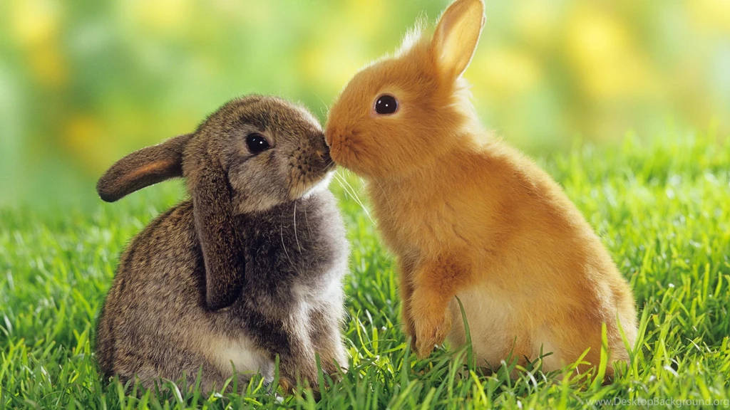Download Kangaroo Best Animal Pictures Browse Animals Cute Bunny ...
