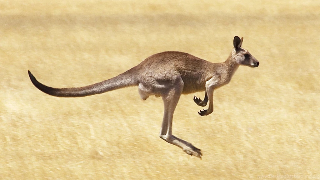 New Wallpapers Of Australian Kangaroo Animal