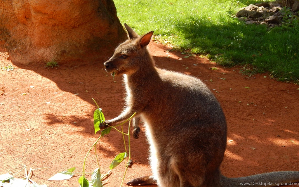 Kangaroo Wallpaper,Kangaroo Wallpapers HD Wallpaper,grass ...