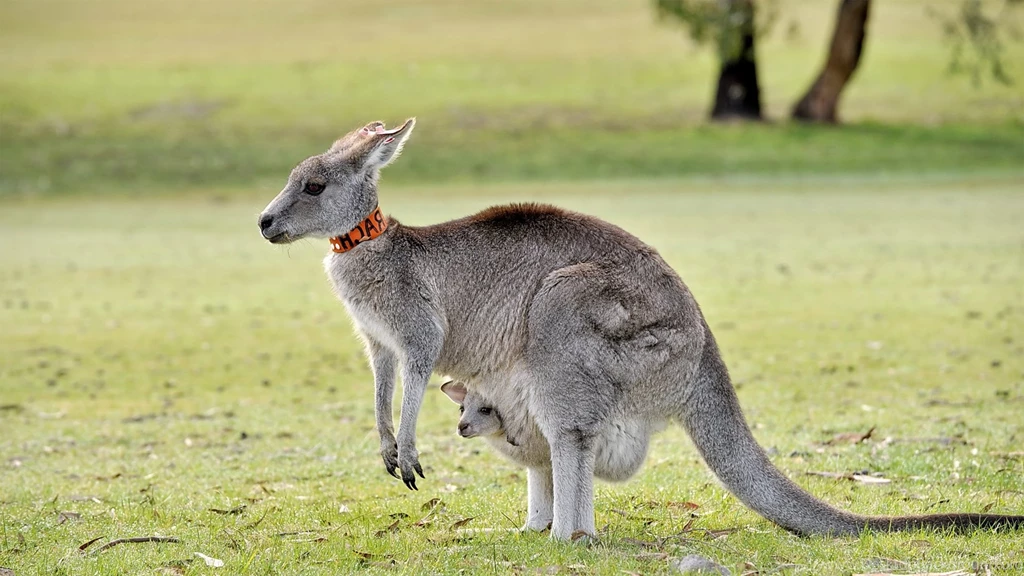 Young Australian Kangaroo Animal HD Desktop Backgrounds Wallpapers ...