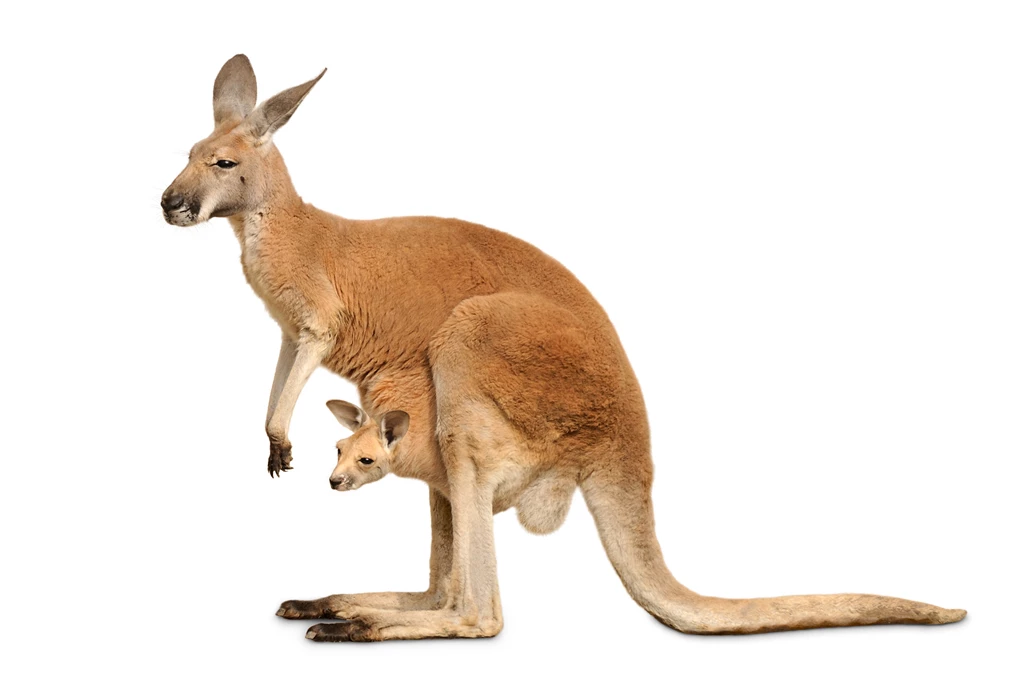 KANGAROO Marsupial Wallpapers