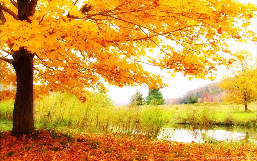 Jestingstock.com Autumn Yellow Trees Wallpapers