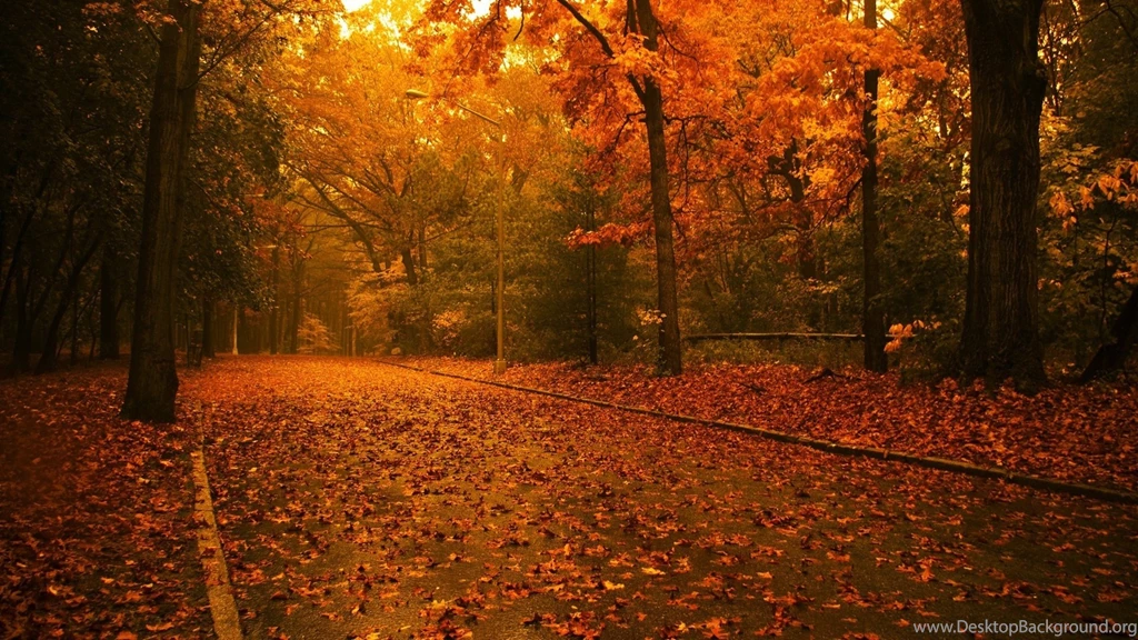Autumn Tree Hd Wallpapers