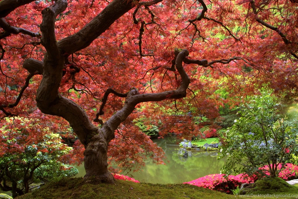Fiver Autumn Tree River Nature Phone