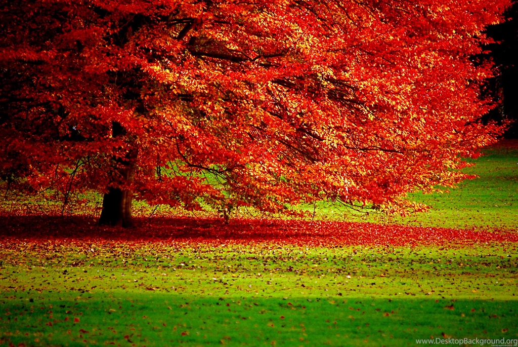 Forests: Autumn Tree Grass Photography Forest Brown Orange ...