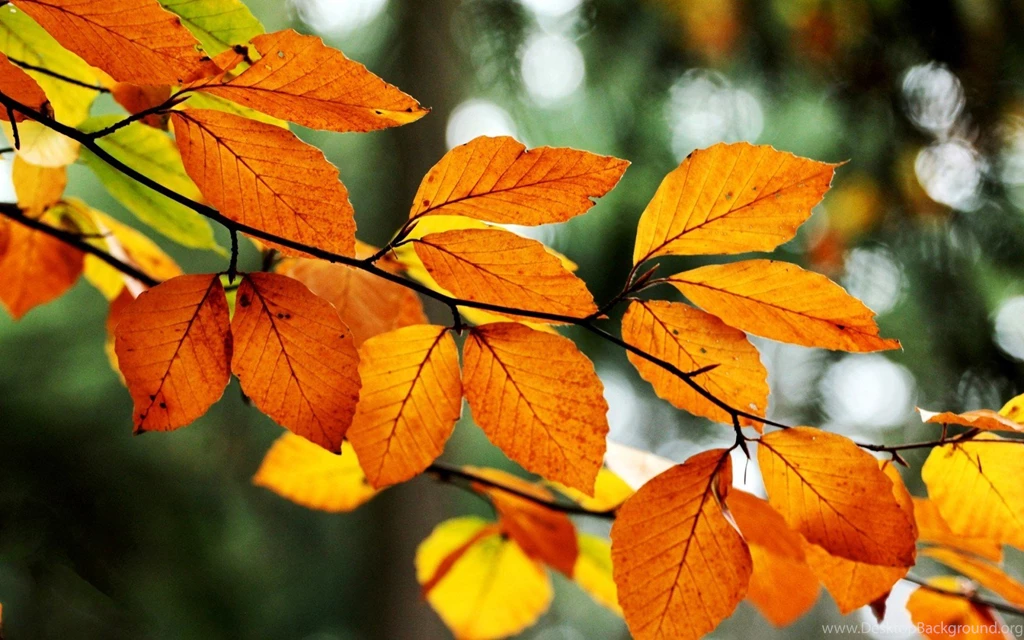 Leaves Orange Yellow Branch Tree Fall Autumn Nature Hd Wallpapers ...