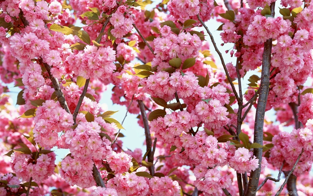 Pink Flowers Bloom Wallpapers