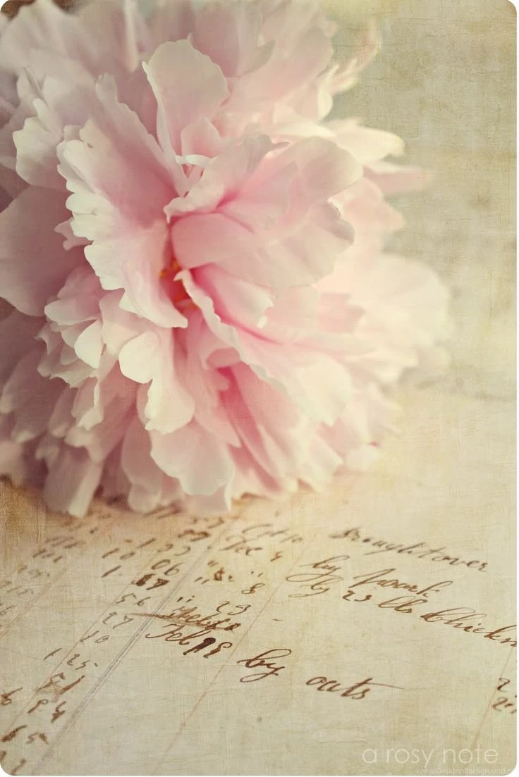 Flower Soft Muted Colors Pink And Cream iPhone Wallpapers ...