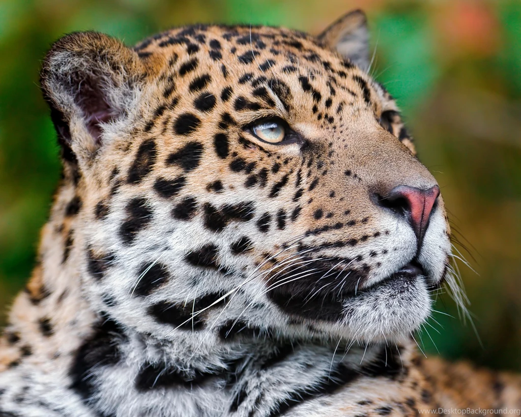 Jaguar Face Close Up Widescreen Wallpapers